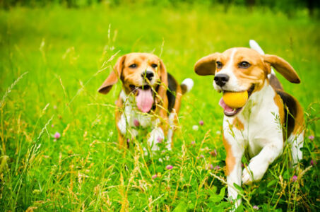 4 Areas of Focus for Optimum Pet Health Image